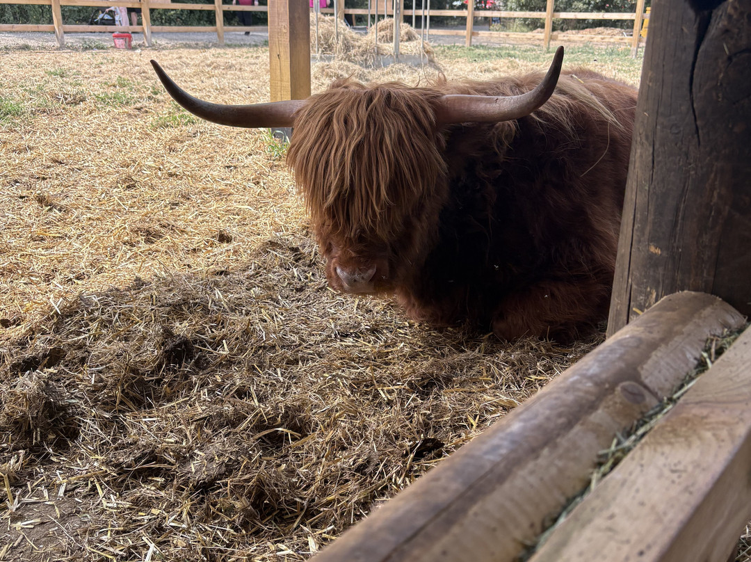 Quex Adventure Farm Park-Birchington必去景点