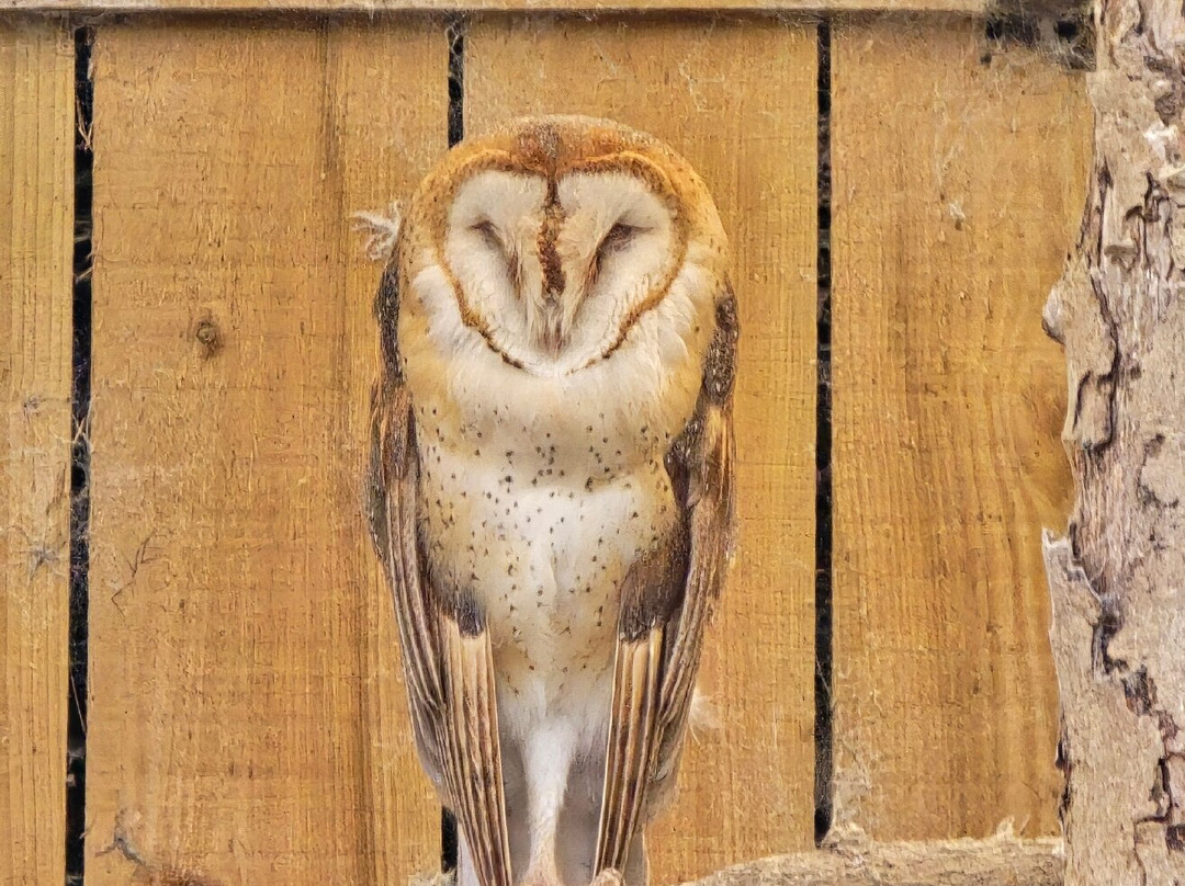 Scottish Owl Centre-Whitburn必去景点