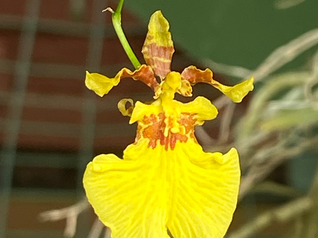 Royal Botanic Gardens Peradeniya-康提必去景点