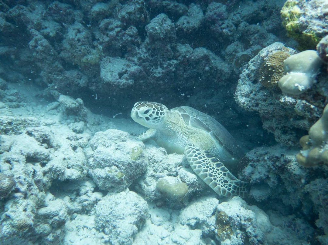 Addu Scuba Dive Maldives-阿斯杜太阳岛必去景点