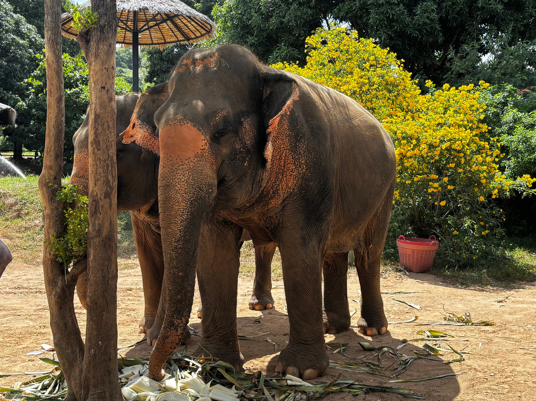 Samui Elephant Sanctuary-波普特必去景点
