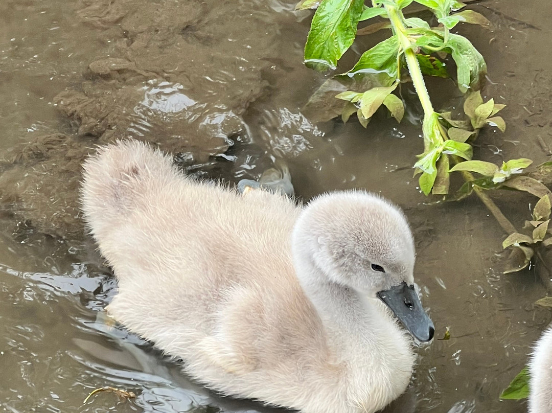 Abbotsbury Swannery-Abbotsbury必去景点