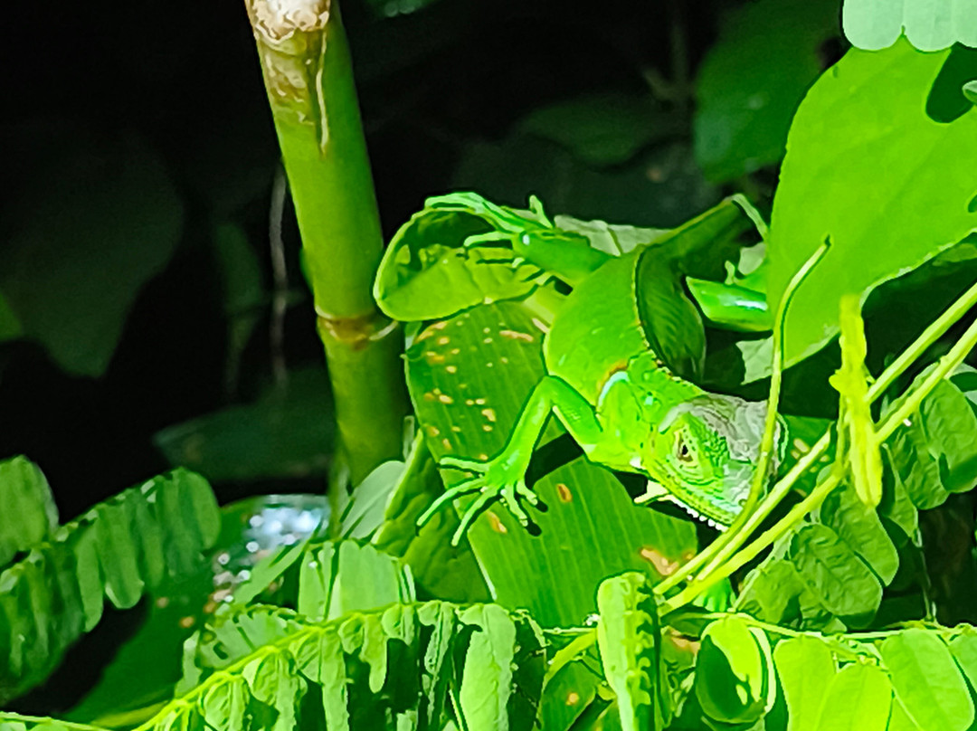 Jairo Tours In Costa Rica-El Jobo必去景点