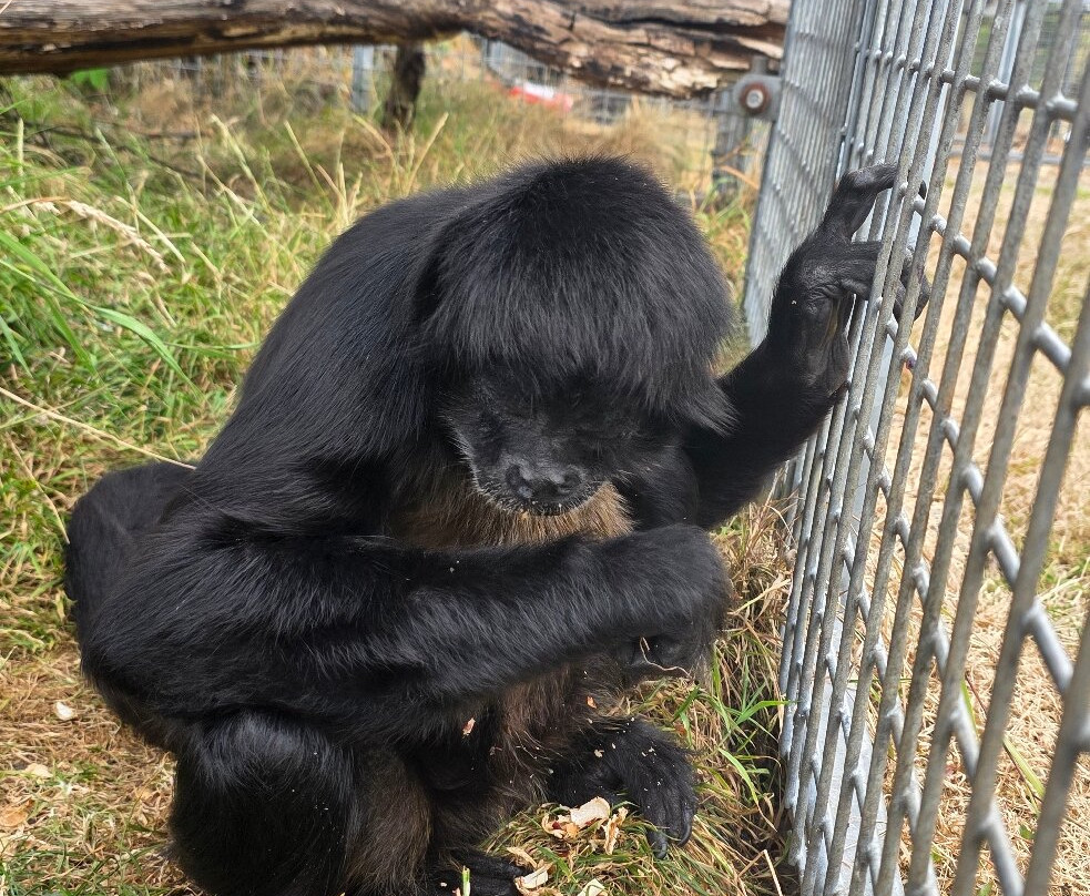 Wales Ape and Monkey Sanctuary-Abercraf必去景点