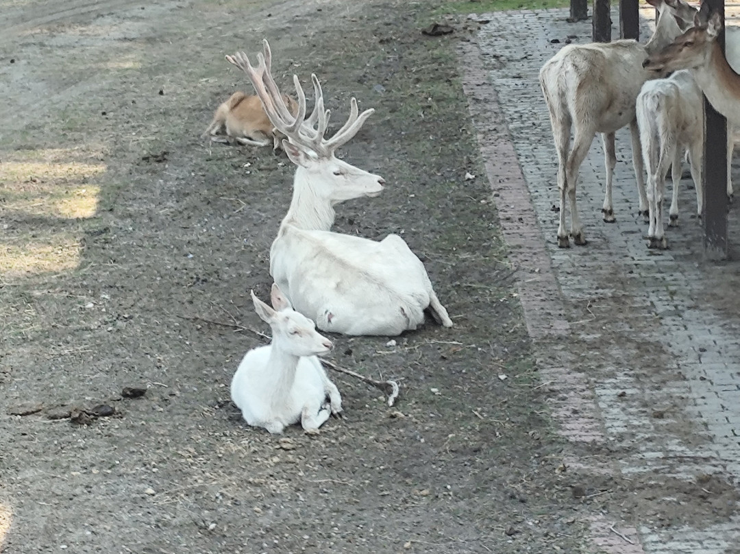 Serengeti-park Hodenhagen-Hodenhagen必去景点