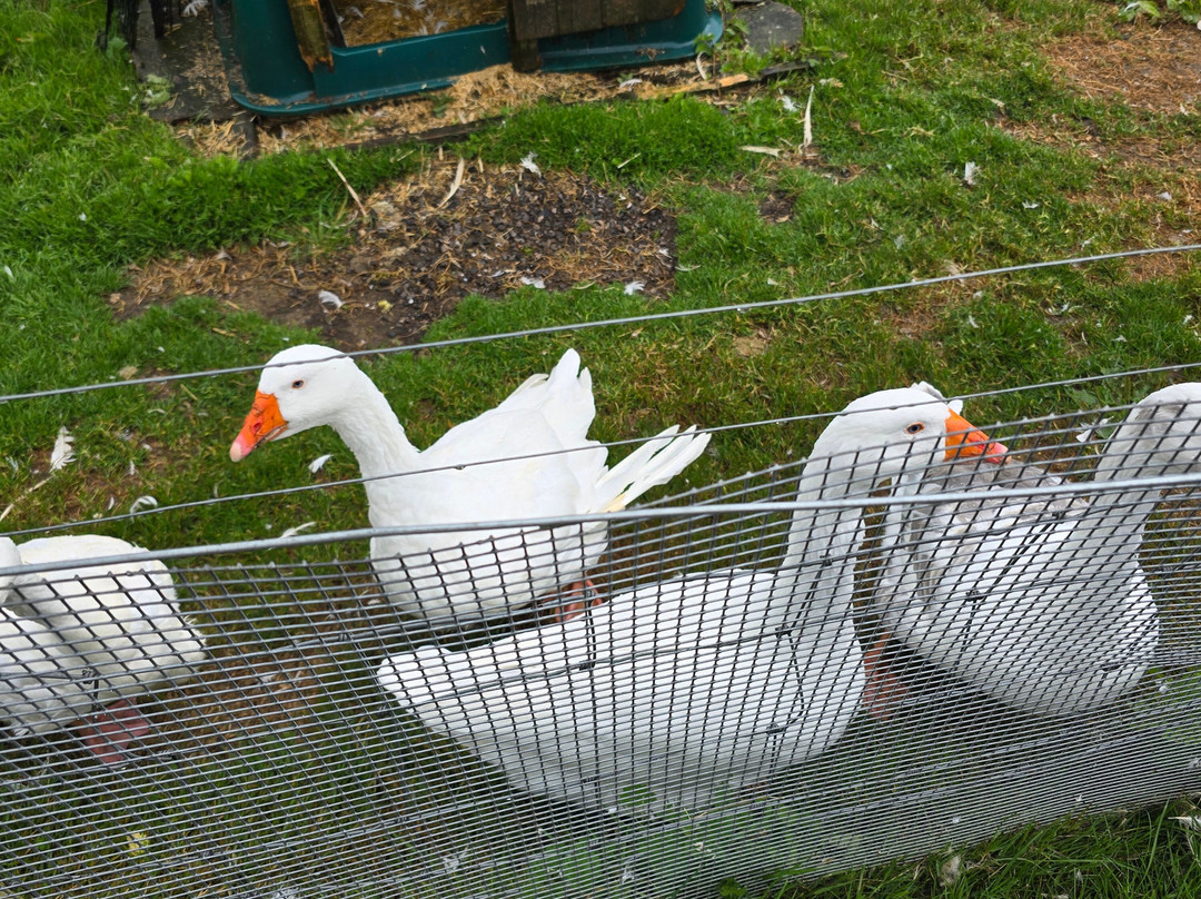 Fermanagh Fun Farm-Lisbellaw必去景点