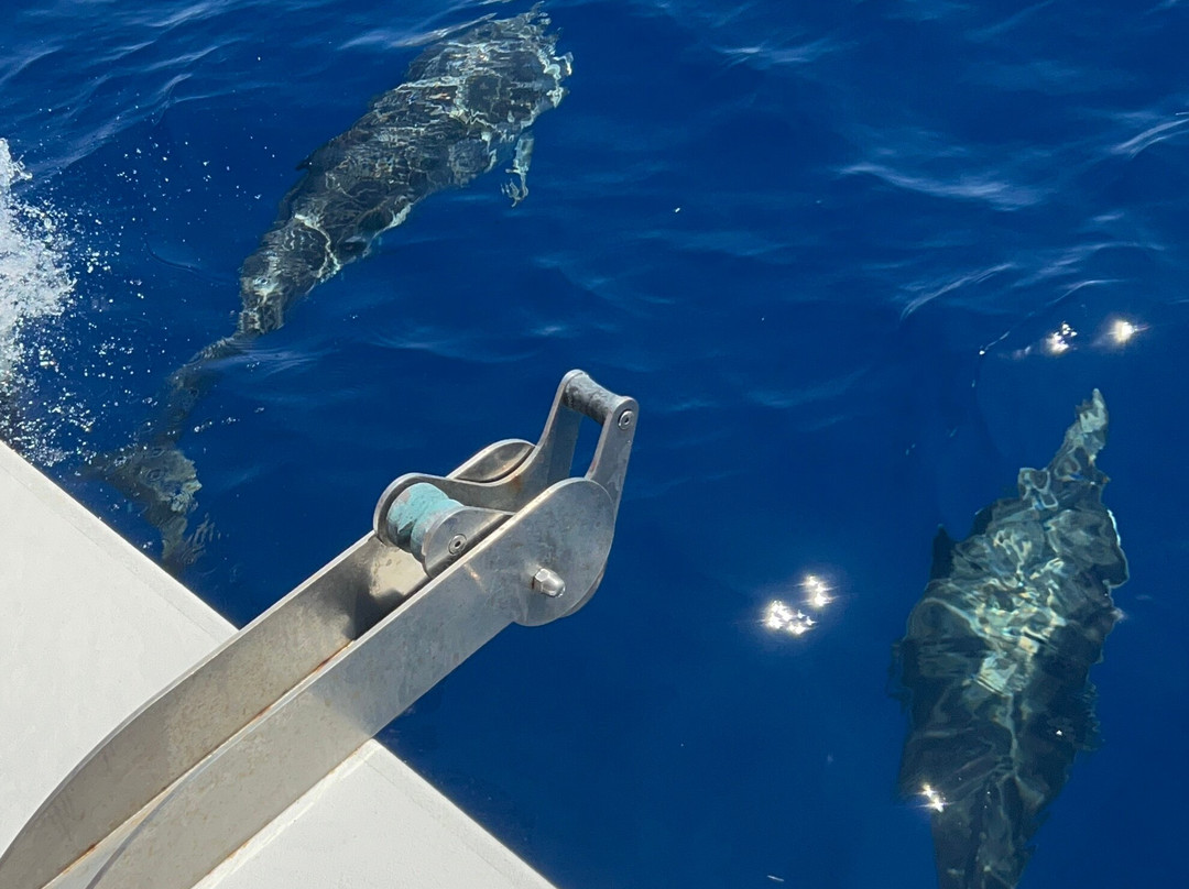 Jonian Dolphin Conservation-塔兰托必去景点