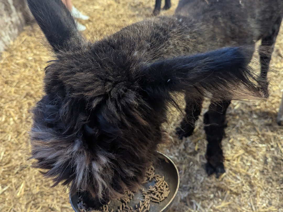 Pembrokeshire Alpaca Trekking-腾比必去景点