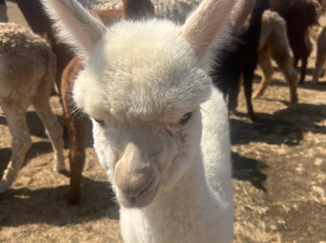 Cotswold Vale Alpacas-伊夫舍姆必去景点