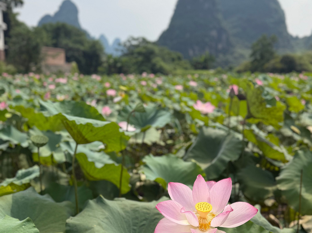 Yangshuo Private Tour Guide Michelle-阳朔县必去景点