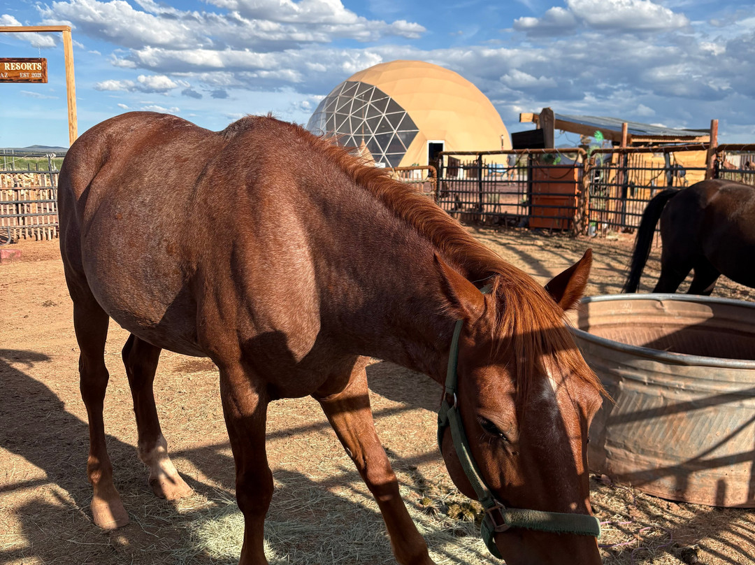 Clear Sky Resorts - Grand Canyon - Unique Sky Domes主图