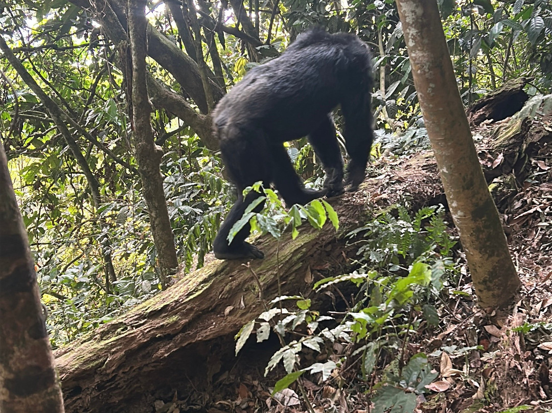 Nyungwe National Park - Rwanda-Western Province必去景点