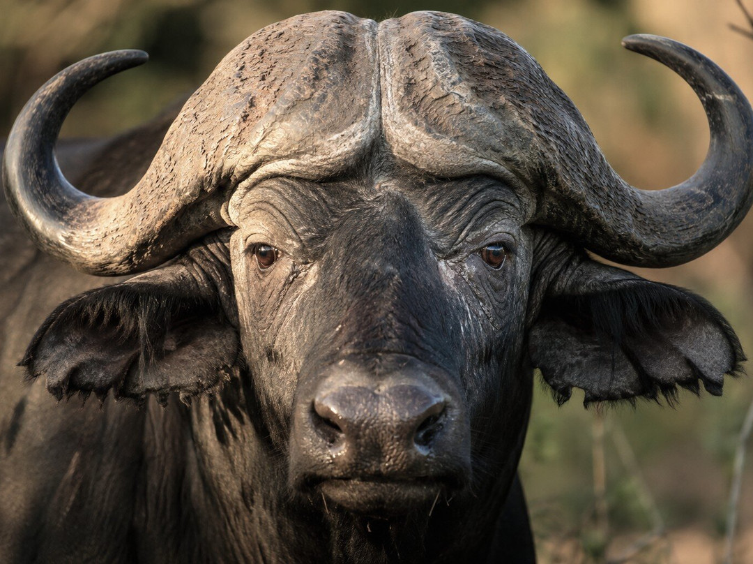 Honey Badger Safaris Kruger Tours-玛洛斯帕克必去景点