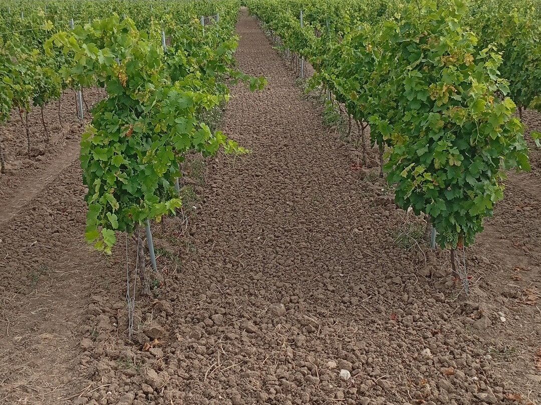 Azienda Agricola Liaci-Veglie必去景点
