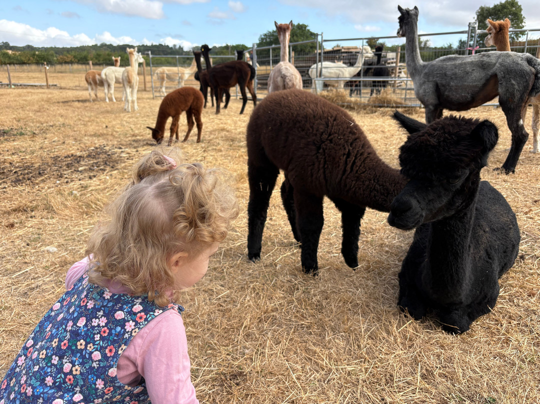 London Alpacas-Epping必去景点