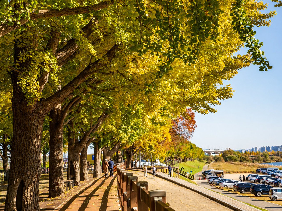Gingko Tree Road-牙山市必去景点