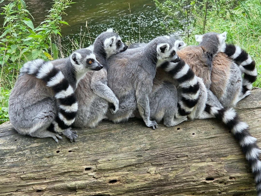 DierenPark Amersfoort-阿默斯福特必去景点