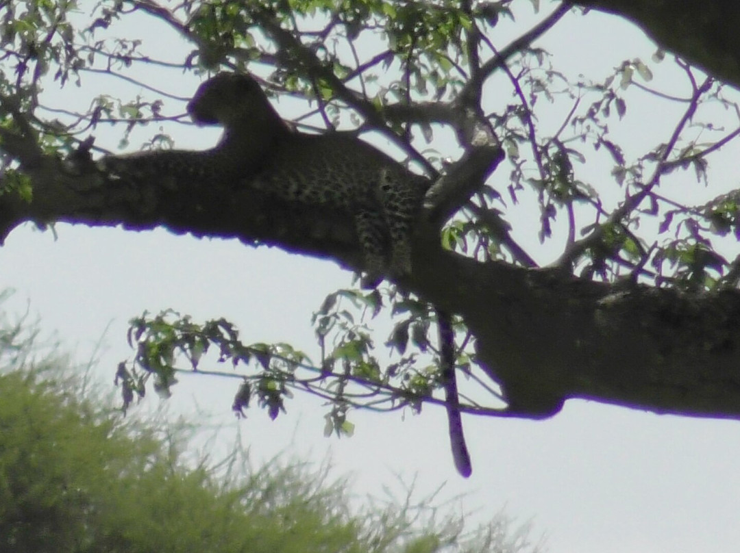 Tarangire National Park-塔兰吉雷国家公园必去景点