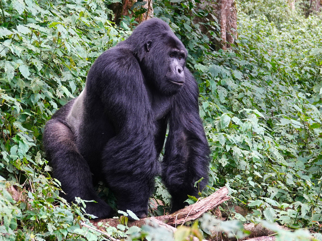 Hidden Gems of Uganda-卡巴莱必去景点