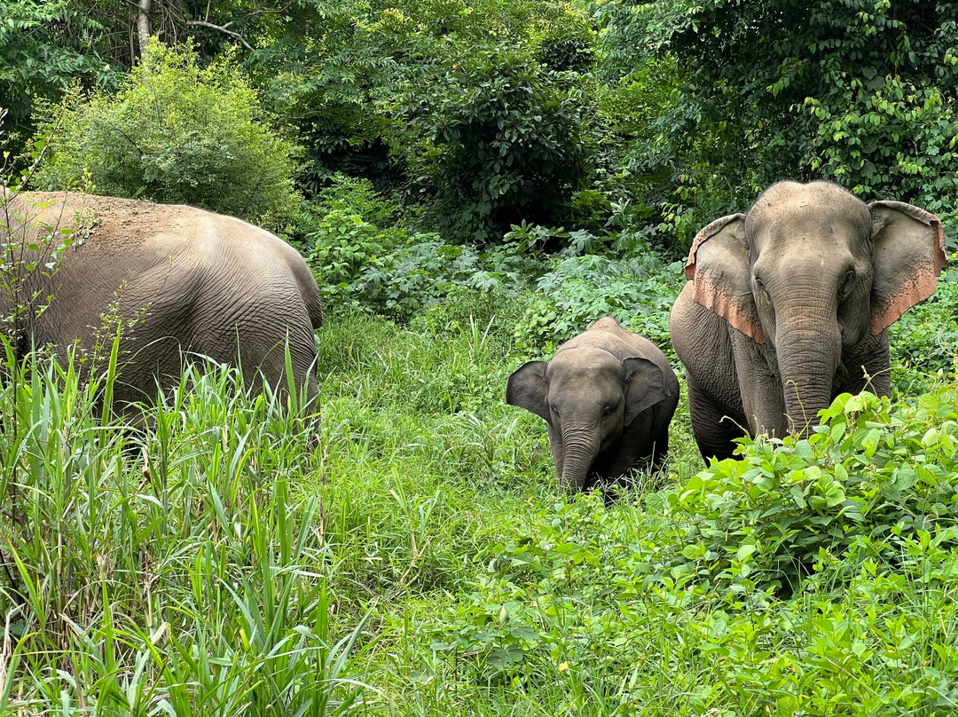 Boon Lott's Elephant Sanctuary-素可泰必去景点