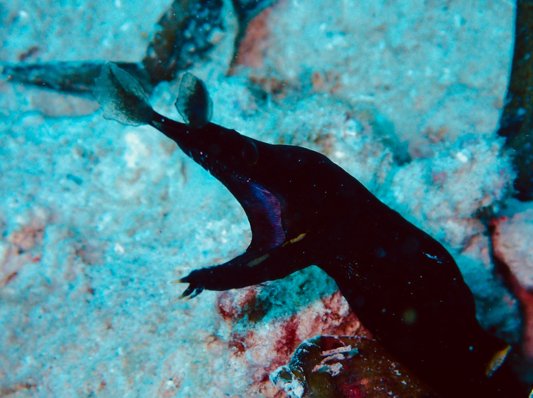 Dive Time Zanzibar-Kizimkazi必去景点