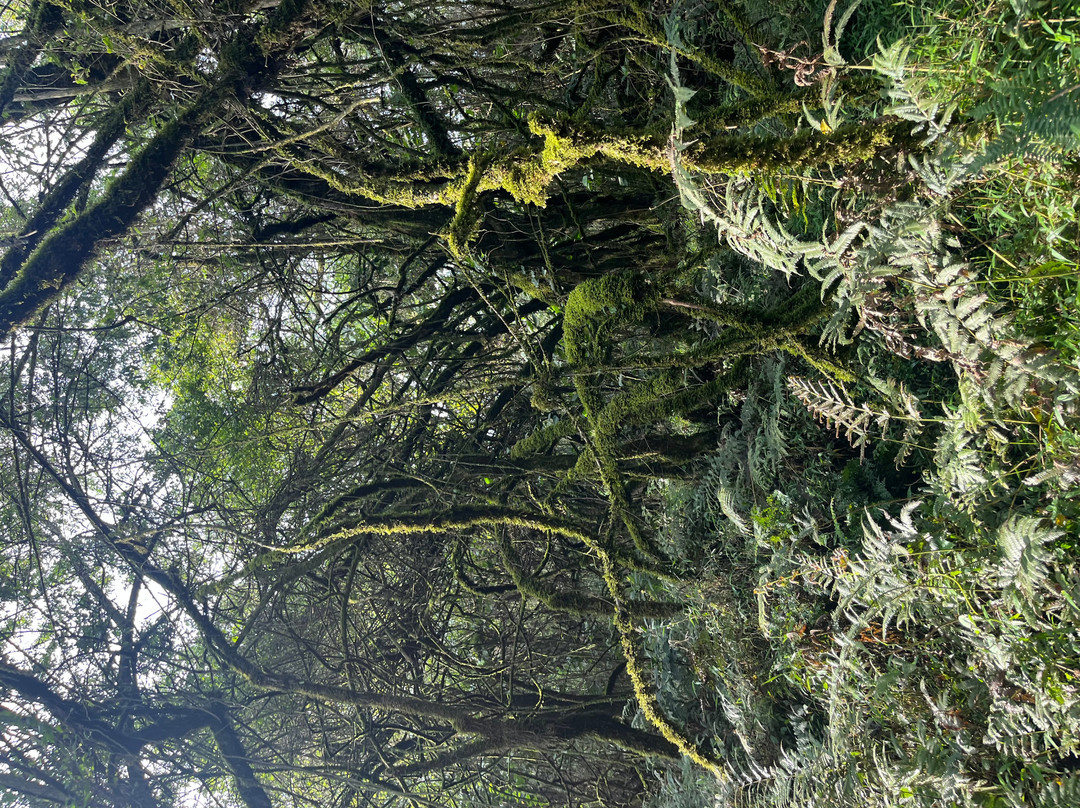 Mgahinga Gorilla National Park-Kisoro必去景点