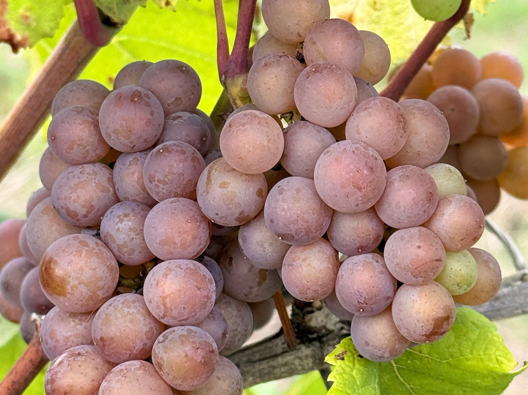 Wayfarer Wines-Woodchurch必去景点
