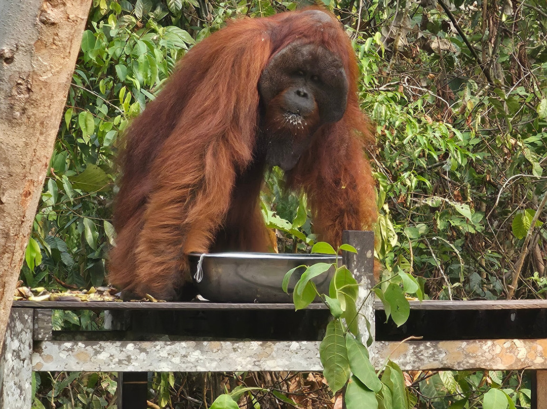 Jenie Subaru - Tanjung Puting National Park Tour Organizer-Kumai必去景点