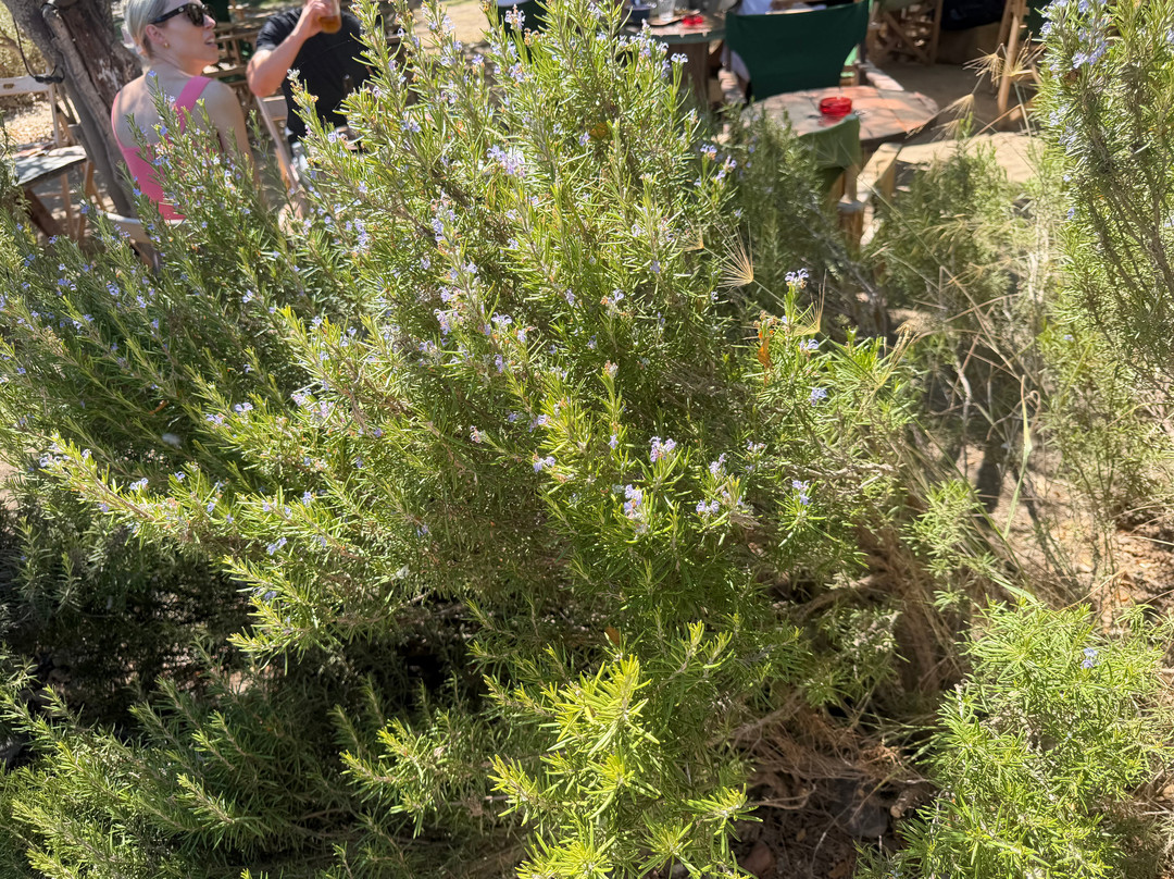 Amorgos Botanical Park-Katapola必去景点