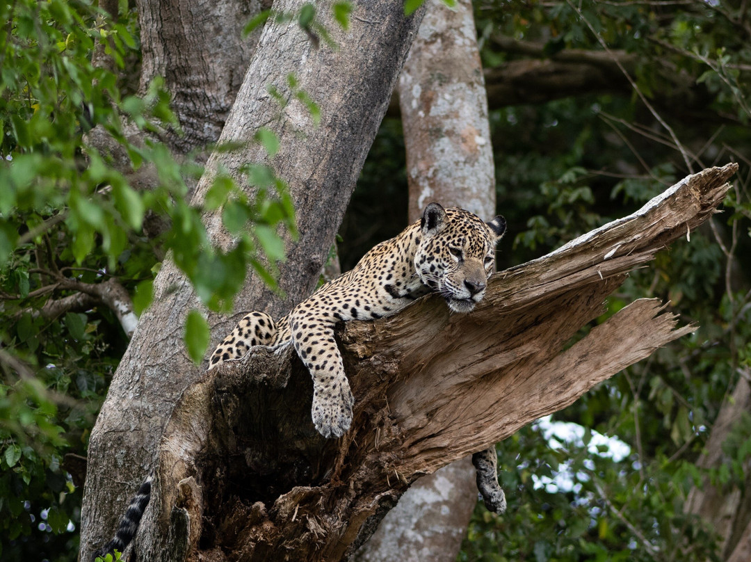 Journey With Jaguars-Porto Jofre必去景点