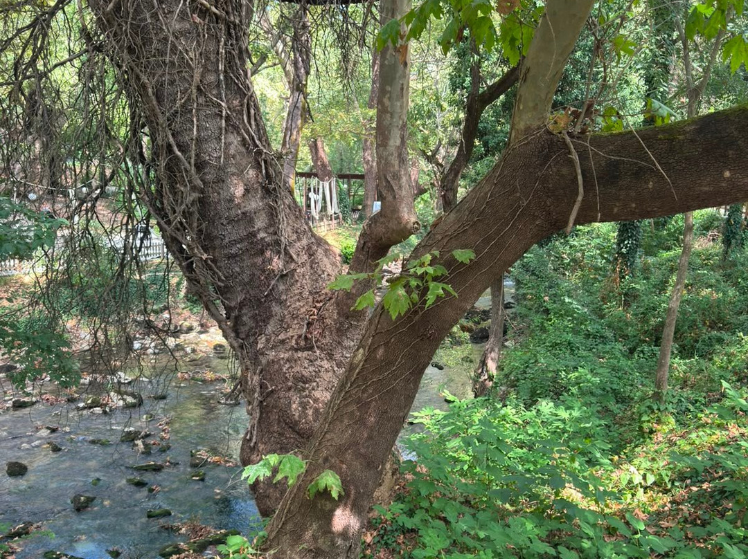The Cave of river Aggitis-Aggitis必去景点