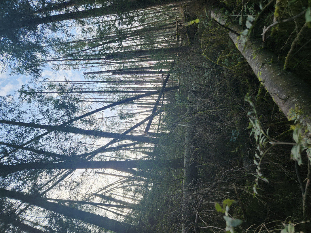 Talley Woodlands-Wales必去景点
