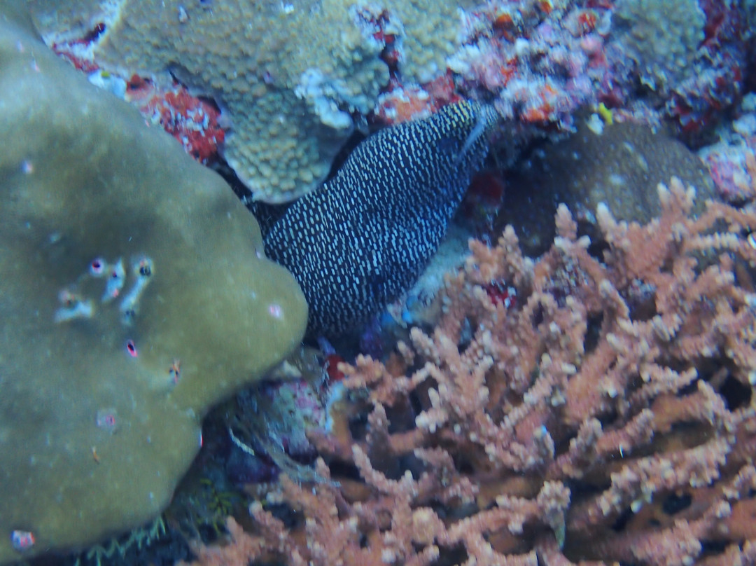 Euro-Divers LUX South Ari Atoll-南阿里环礁必去景点