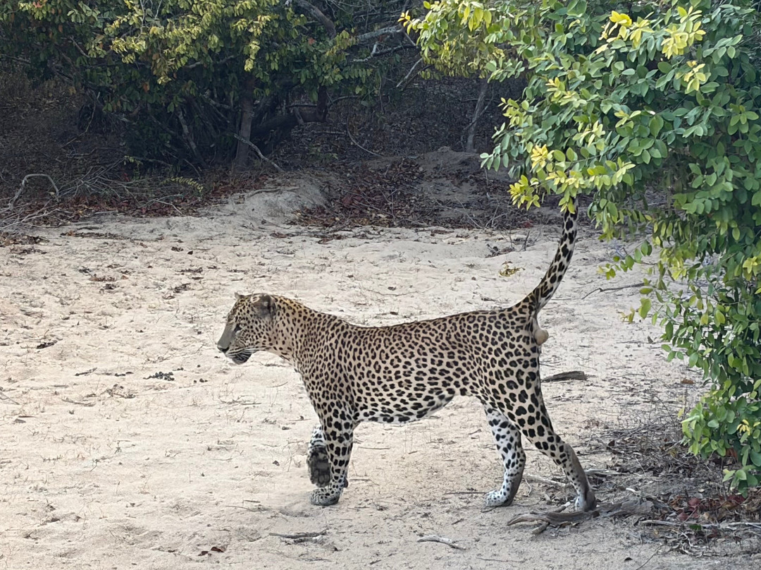 Kumana National Park-Ampara必去景点