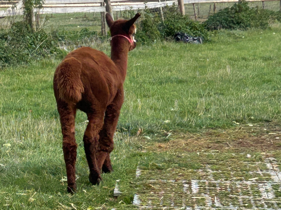 Lucky Tails Alpaca Farm-Atherstone必去景点