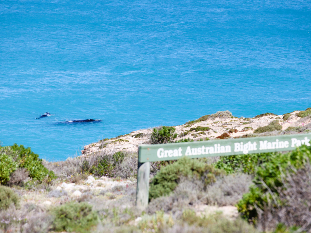 Head of Bight-Ceduna必去景点