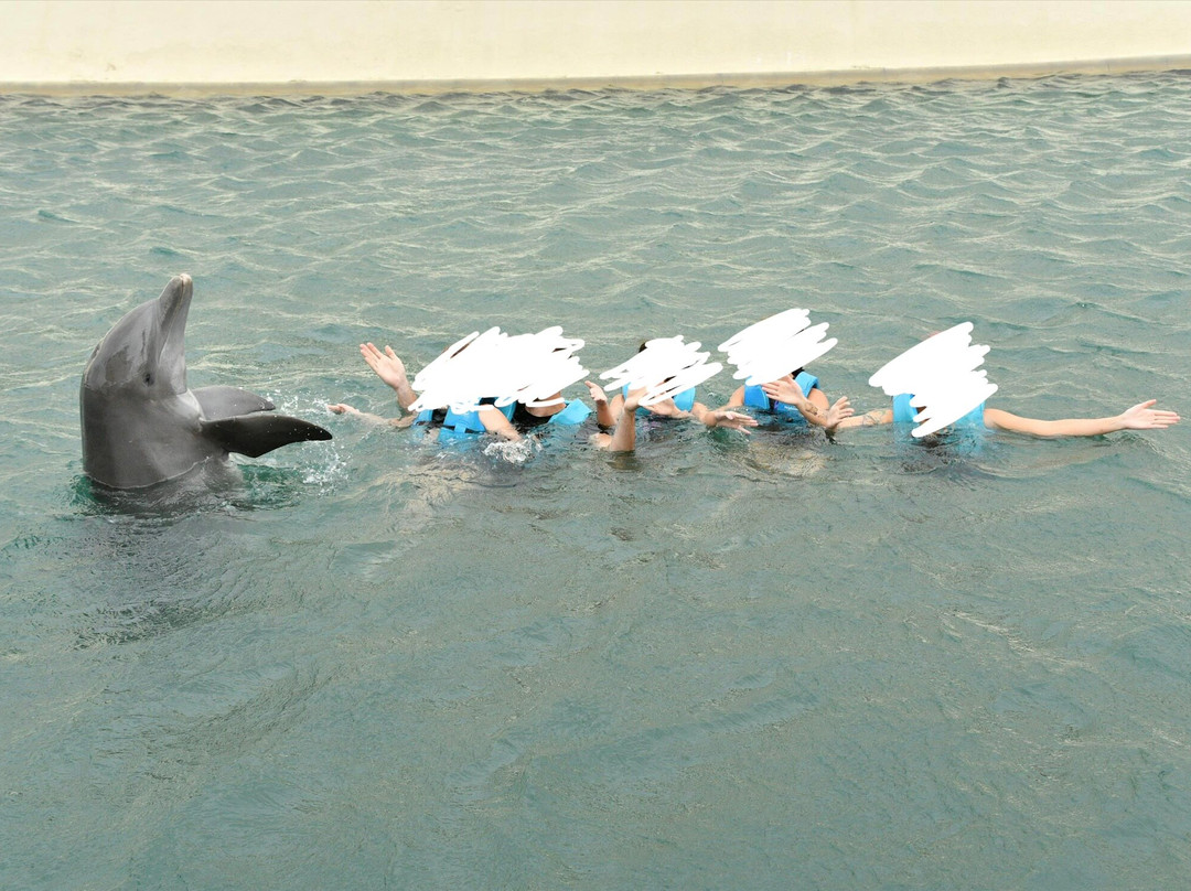 Delphinus Punta Cancun-坎昆必去景点