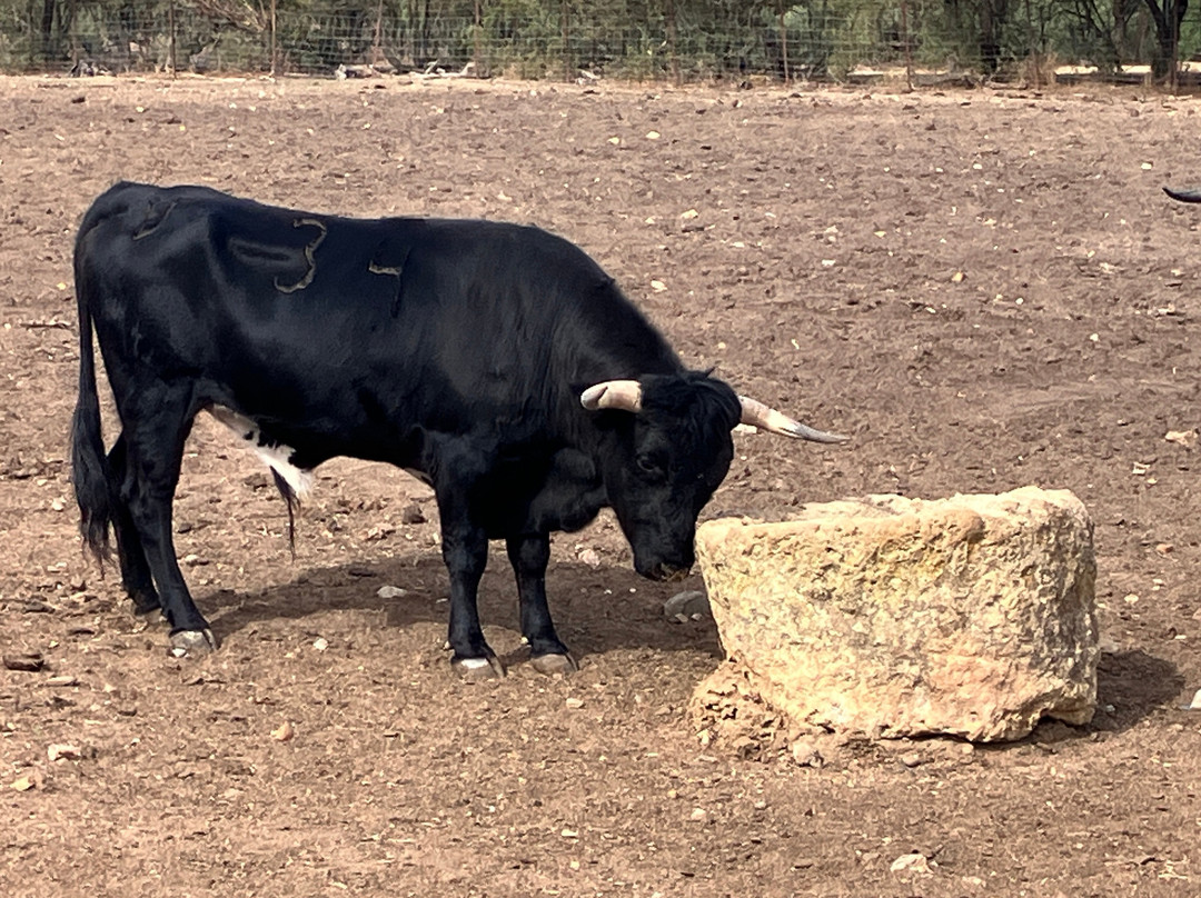 Les Visites du Campo Bravo-塞维利亚必去景点