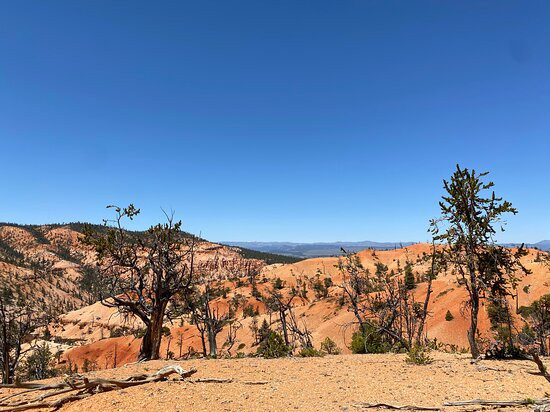 Bryce Wildlife Adventure景点图片