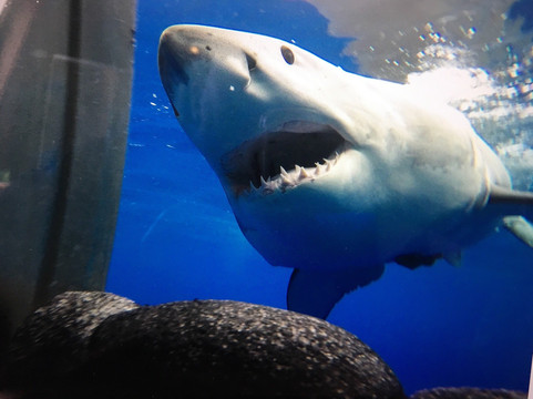 Islander Charters Inc-圣地亚哥必去景点