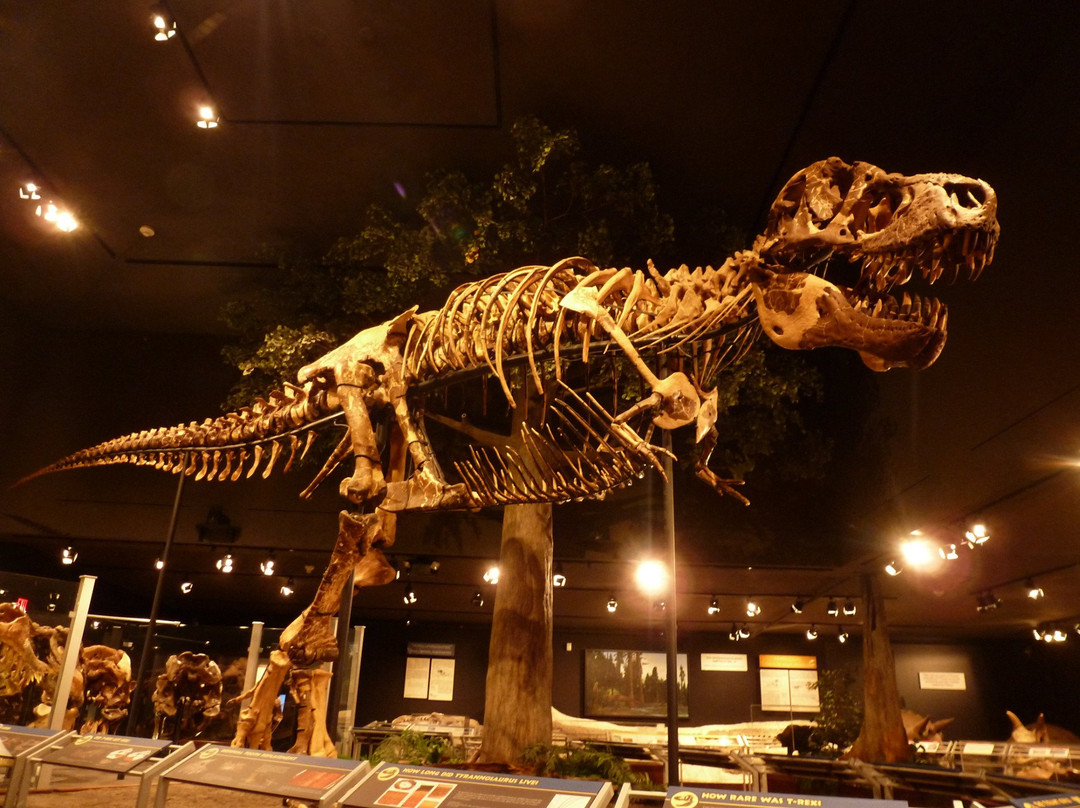 Museum of the Rockies-博兹曼必去景点