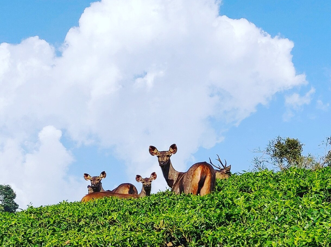 Star Tea Estate Bungalow主图
