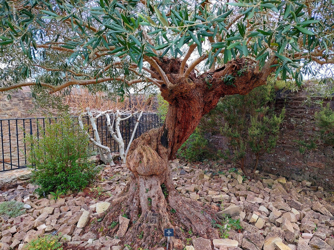 Jardin De La Paix