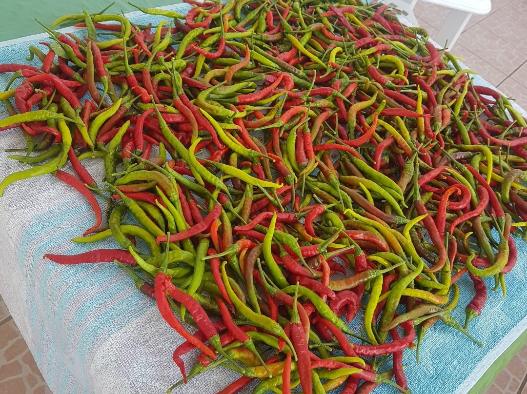 Maiera旅游攻略图片