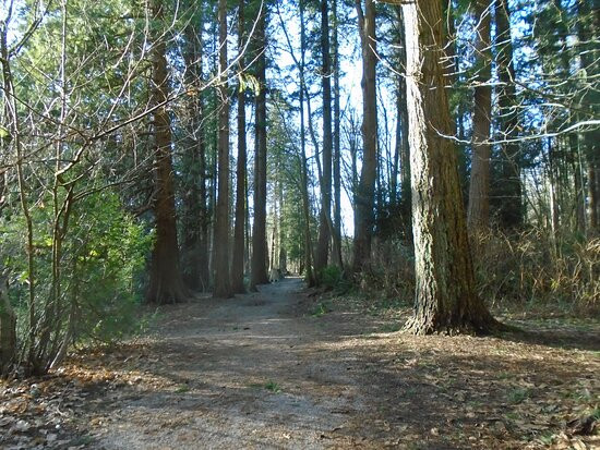 Redwood Park景点图片