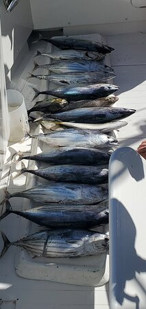 斯坦利深海钓鱼-内格里尔必去景点