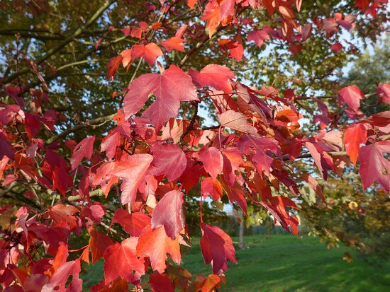 Arboretum Wespelaar景点图片
