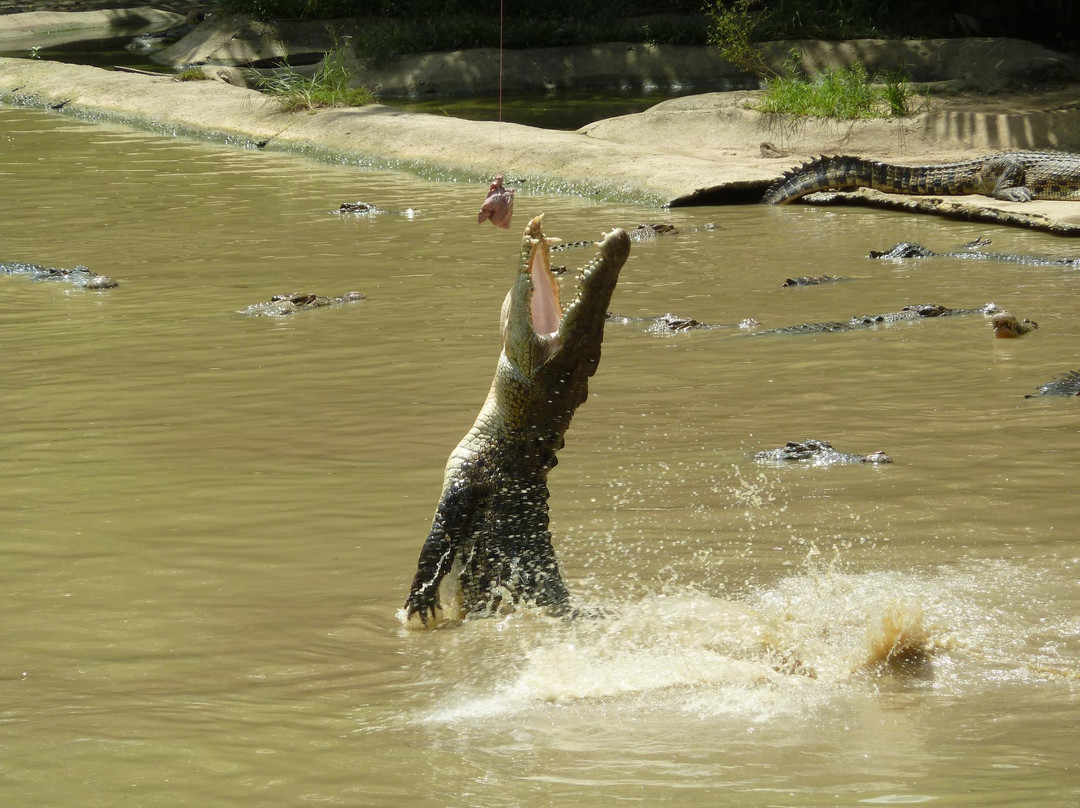 杨氏鳄鱼场-古晋必去景点
