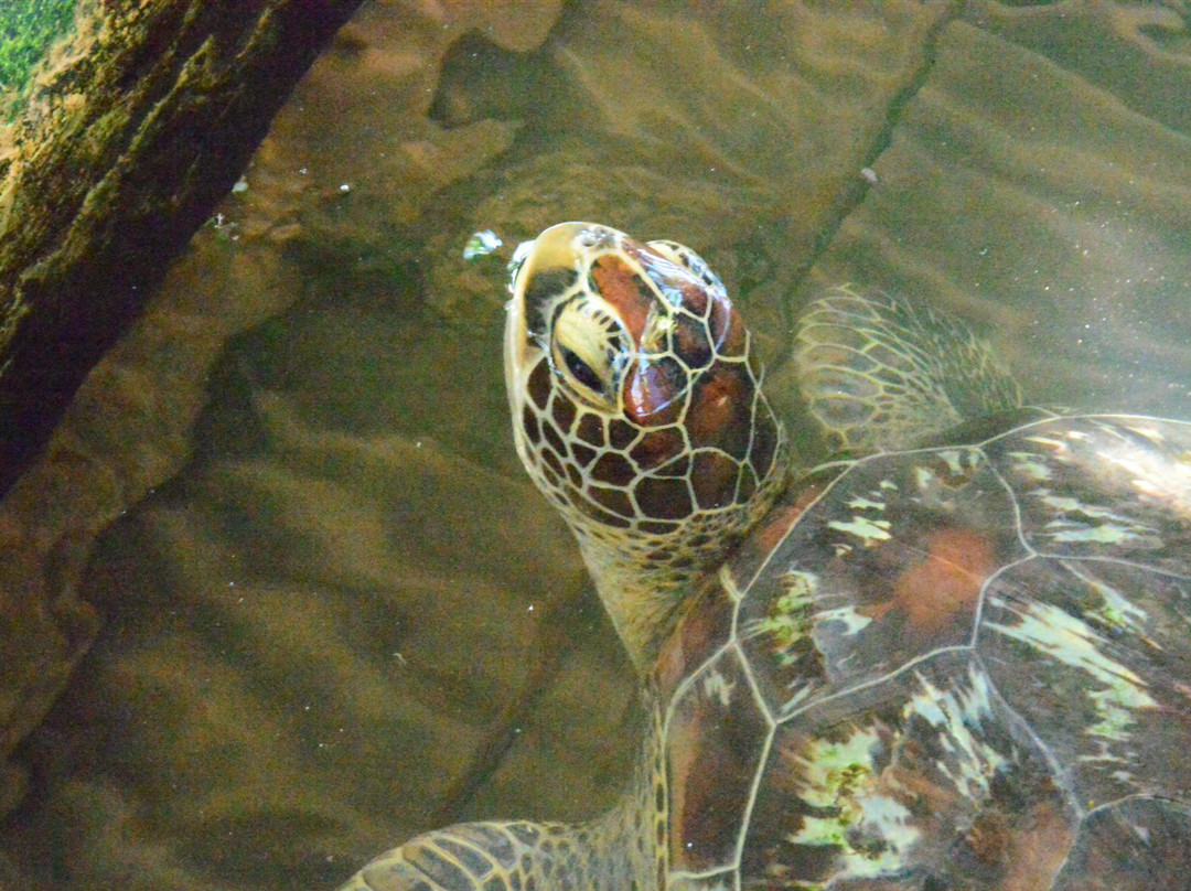 Sea Turtle Hatchery景点图片
