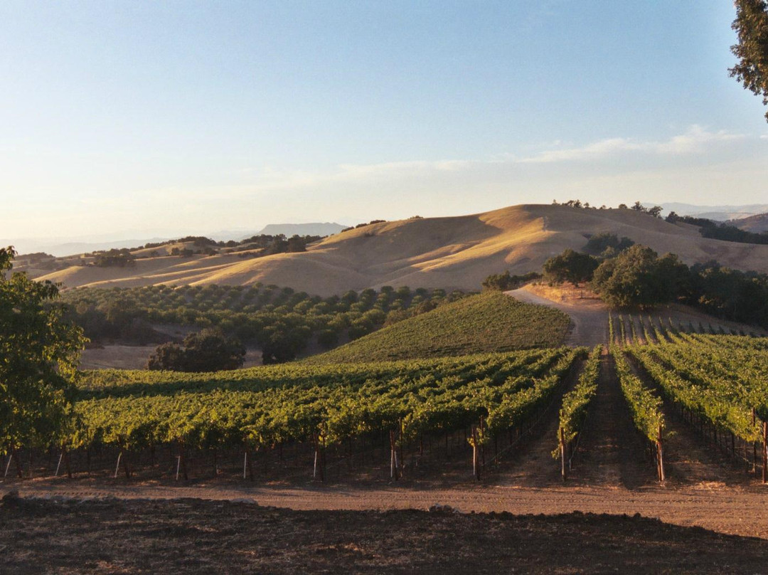 Starr Ranch Vineyard & Winery景点图片